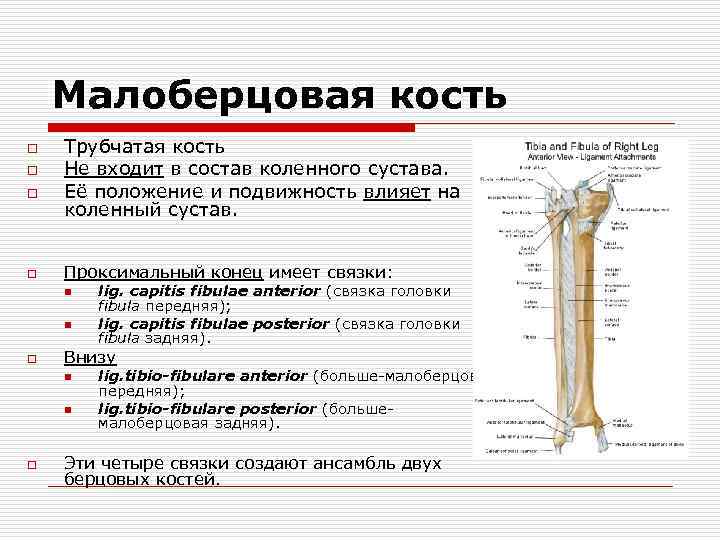 Под каким номером на рисунке обозначена малоберцовая кость