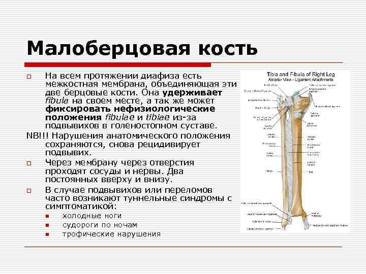 Диафиз малоберцовой кости. Кости голени большеберцовая кость. Эпифиз большеберцовой кости анатомия. Дистальный эпифиз большеберцовой кости. Дистальный эпифиз большеберцовой кости анатомия.