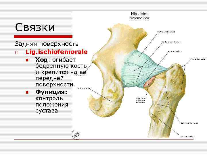 Положение сустава. Тазобедренный сустав Lig iliofemorale. Седалищно-бедренная связка, Lig. Ischiofemorale. Lig. Iliofemorale и Lig. Pubofemorale.