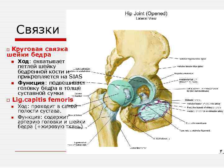 Связки Круговая связка шейки бедра o n n o Ход: охватывает петлей шейку бедренной