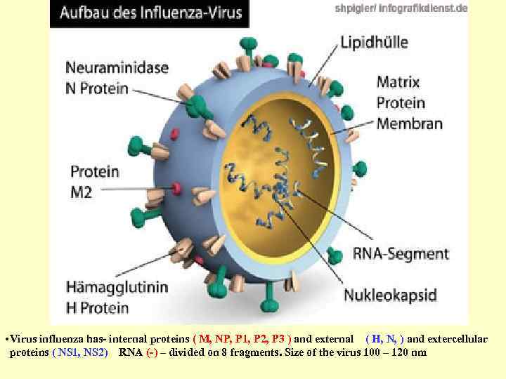  • Virus influenza has- internal proteins ( M, NP, P 1, P 2,