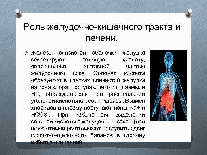 Роль желудочно-кишечного тракта и печени. O Железы слизистой оболочки желудка секретируют соляную кислоту, являющуюся