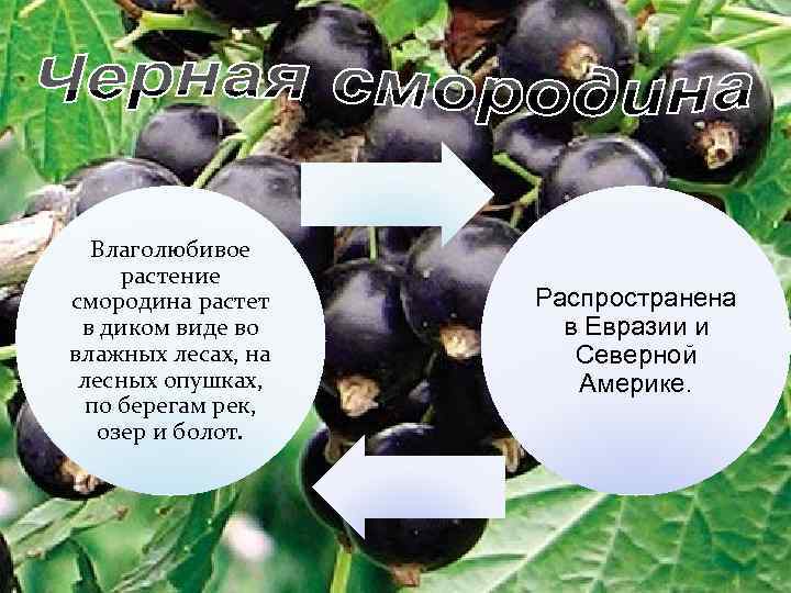 Влаголюбивое растение смородина растет в диком виде во влажных лесах, на лесных опушках, по