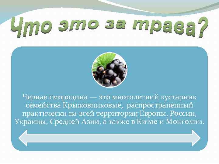 Черная смородина — это многолетний кустарник семейства Крыжовниковые, распространенный практически на всей территории Европы,