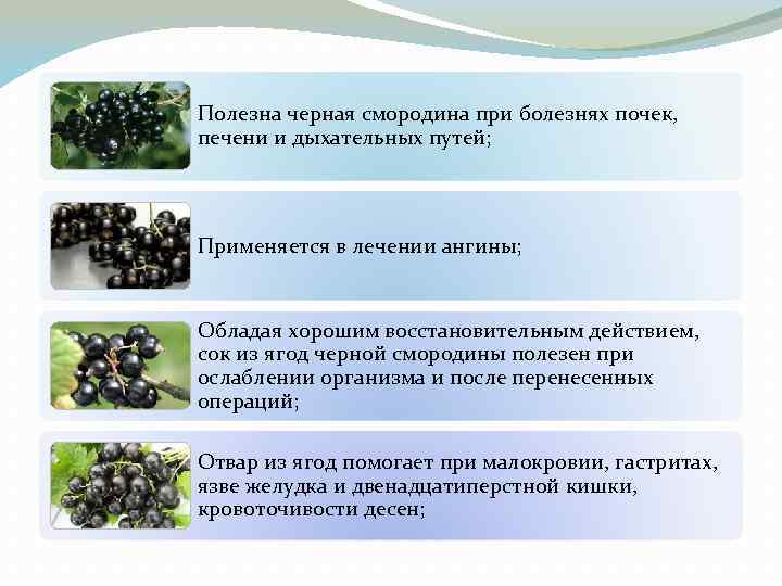 Полезна черная смородина при болезнях почек, печени и дыхательных путей; Применяется в лечении ангины;
