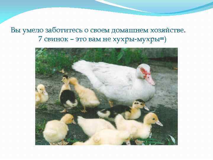 Вы умело заботитесь о своем домашнем хозяйстве. 7 свинок – это вам не хухры-мухры=)