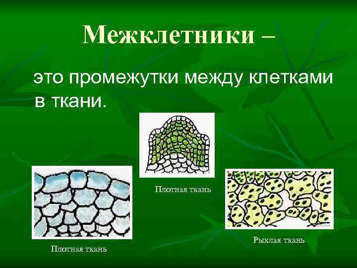 Межклетники – это промежутки между клетками в ткани. Плотная ткань Рыхлая ткань 