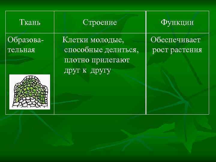 Ткань Образовательная Строение Функции Клетки молодые, способные делиться, плотно прилегают друг к другу Обеспечивает