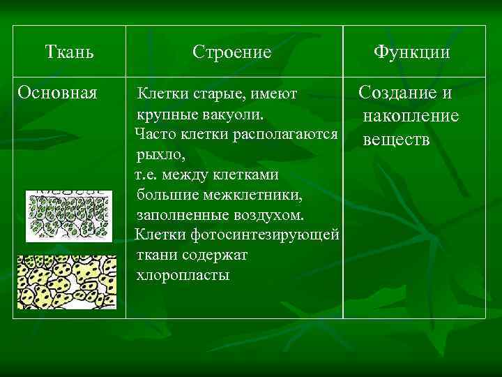 Ткань Основная Строение Функции Клетки старые, имеют крупные вакуоли. Часто клетки располагаются рыхло, т.