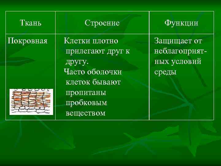 Ткань Покровная Строение Клетки плотно прилегают друг к другу. Часто оболочки клеток бывают пропитаны