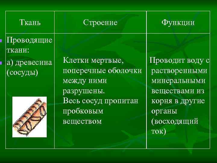 n n Ткань Проводящие ткани: а) древесина (сосуды) Строение Функции Клетки мертвые, Проводит воду