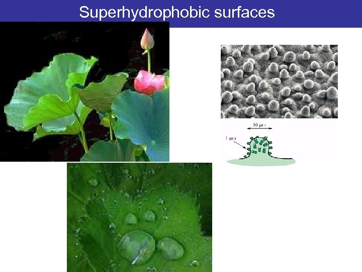 Superhydrophobic surfaces 