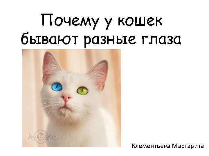 Почему у кошек бывают разные глаза Клементьева Маргарита 