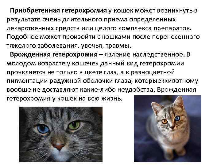 Приобретенная гетерохромия у кошек может возникнуть в результате очень длительного приема определенных лекарственных средств