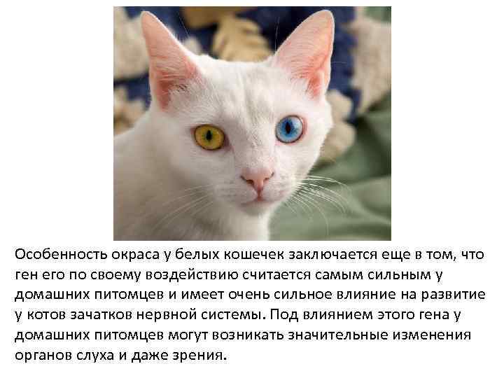 Особенность окраса у белых кошечек заключается еще в том, что ген его по своему