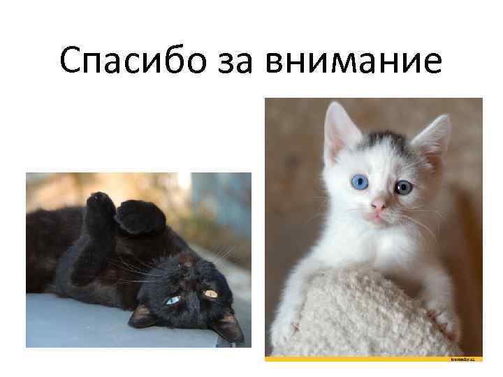 Спасибо за внимание 