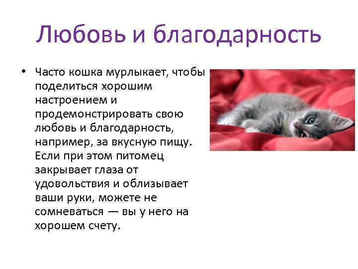 Любовь и благодарность • Часто кошка мурлыкает, чтобы поделиться хорошим настроением и продемонстрировать свою