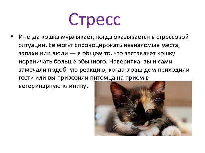 Стресс • Иногда кошка мурлыкает, когда оказывается в стрессовой ситуации. Ее могут спровоцировать незнакомые