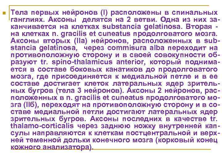 n Тела первых нейронов (I) расположены в спинальных ганглиях. Аксоны делятся на 2 ветви.
