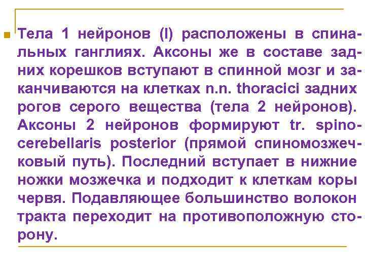 n Тела 1 нейронов (I) расположены в спинальных ганглиях. Аксоны же в составе задних