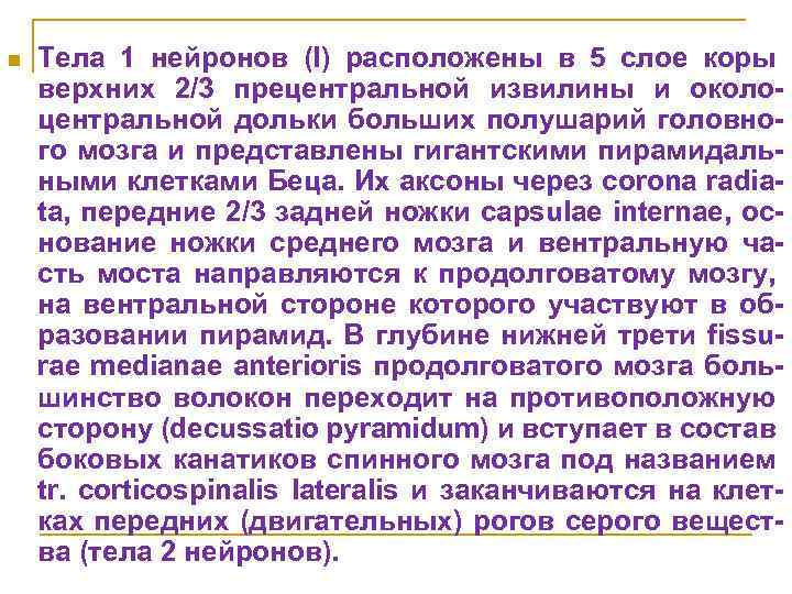 n Тела 1 нейронов (I) расположены в 5 слое коры верхних 2/3 прецентральной извилины