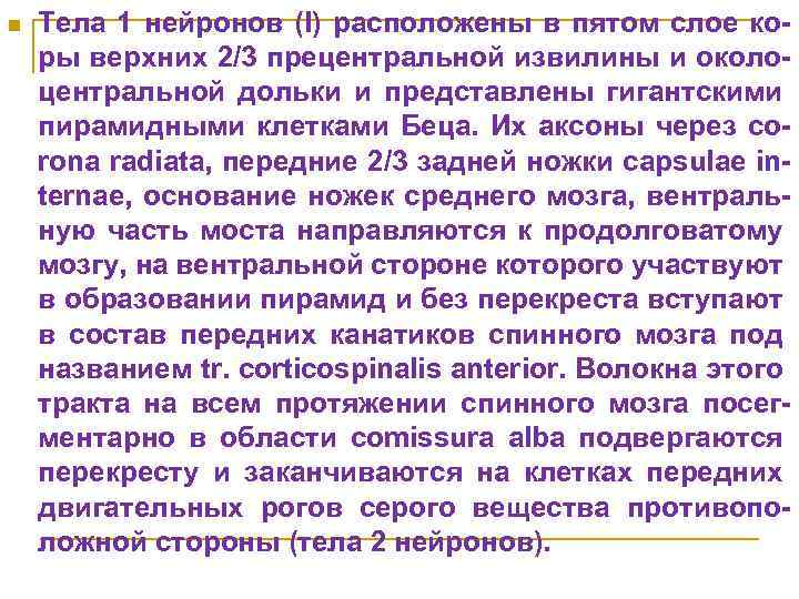 n Тела 1 нейронов (I) расположены в пятом слое коры верхних 2/3 прецентральной извилины
