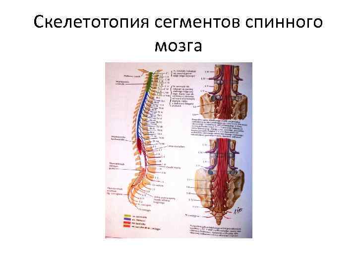 Скелетотопия сегментов спинного мозга 