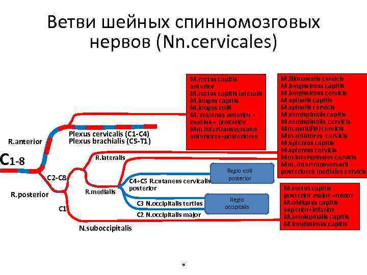 Ветви шейных спинномозговых нервов (Nn. cervicales) M. rectus capitis anterior M. rectus capitis lateralis