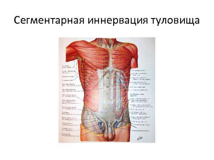 Сегментарная иннервация туловища 