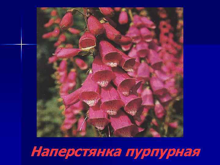 Наперстянка пурпурная 