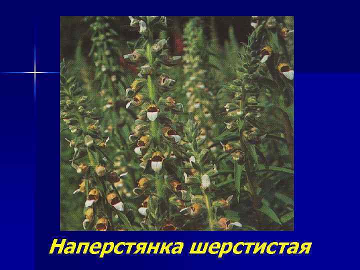 Наперстянка шерстистая 