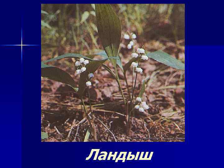 Ландыш 