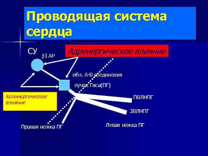 Проводящая система сердца СУ 1 АР Адренергическое влияние обл. А-В соединения пучок Гиса(ПГ) Холинергическое