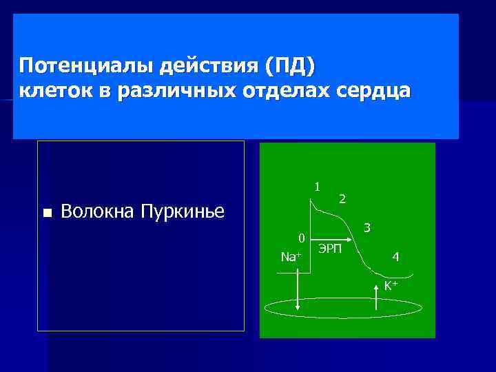 Потенциалы действия (ПД) клеток в различных отделах сердца 1 n Волокна Пуркинье 0 Na+