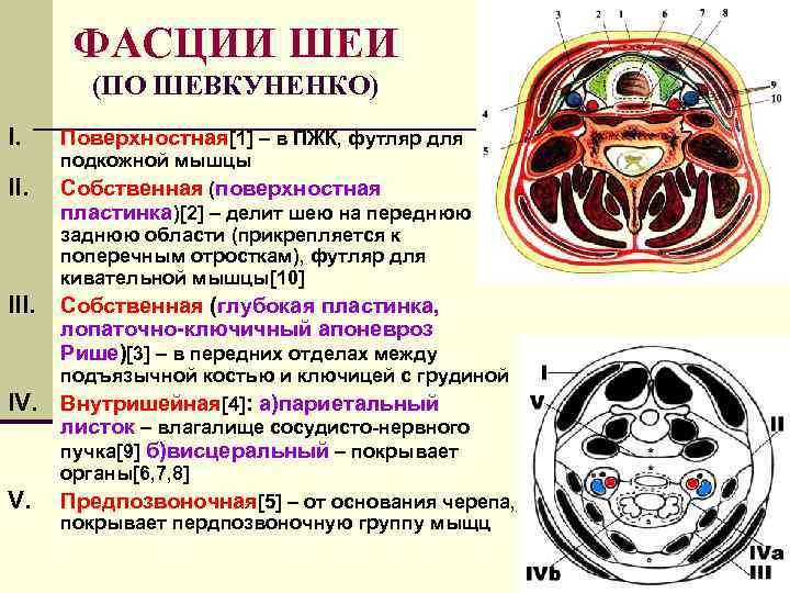 ФАСЦИИ ШЕИ (ПО ШЕВКУНЕНКО) I. II. IV. Поверхностная[1] – в ПЖК, футляр для подкожной