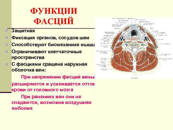 ФУНКЦИИ ФАСЦИЙ n Защитная n Фиксация органов, сосудов шеи n Способствуют биомеханике мышц n