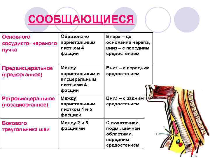 СООБЩАЮЩИЕСЯ Образовано Основного сосудисто- нервного париетальным листком 4 пучка фасции Вверх – до основания