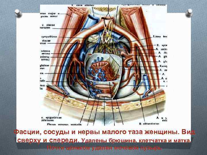 Органы малого таза у мужчин анатомия фото с названиями