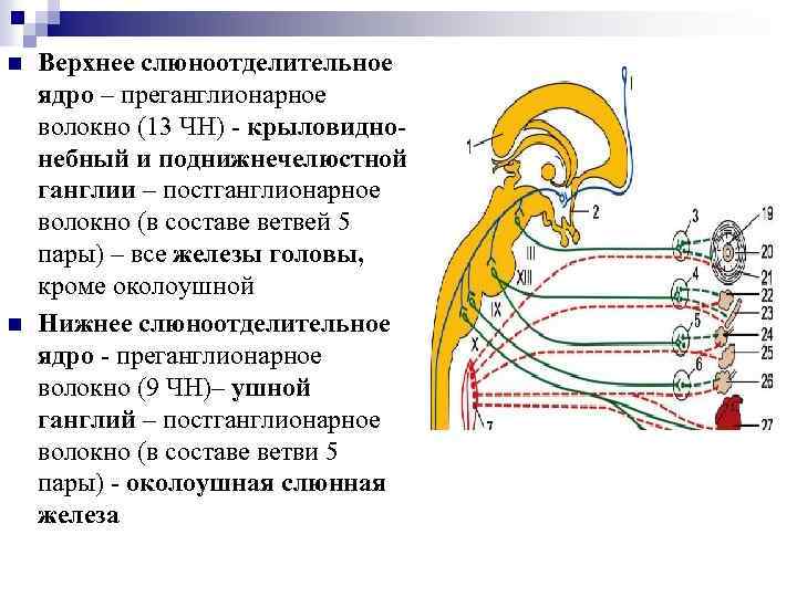 n n Верхнее слюноотделительное ядро – преганглионарное волокно (13 ЧН) - крыловиднонебный и поднижнечелюстной