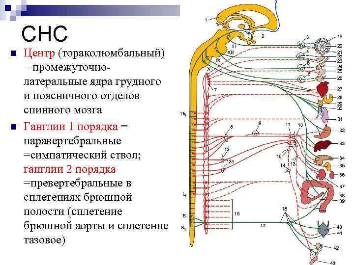 Моторные центры спинного мозга