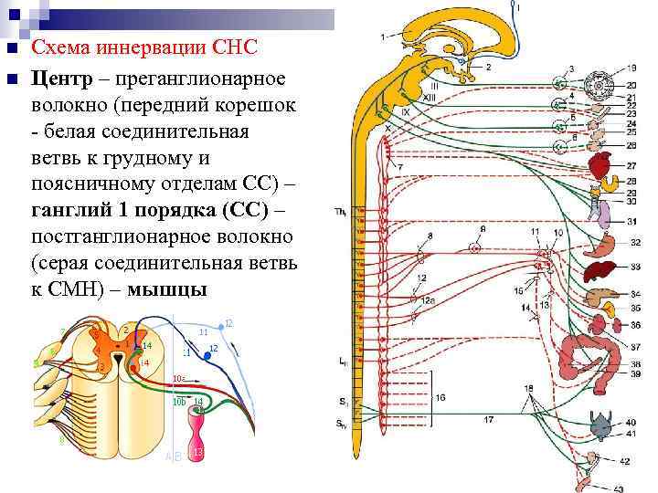 n n Схема иннервации СНС Центр – преганглионарное волокно (передний корешок - белая соединительная