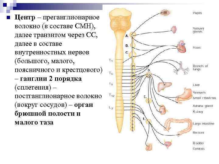 n Центр – преганглионарное волокно (в составе СМН), далее транзитом через СС, далее в