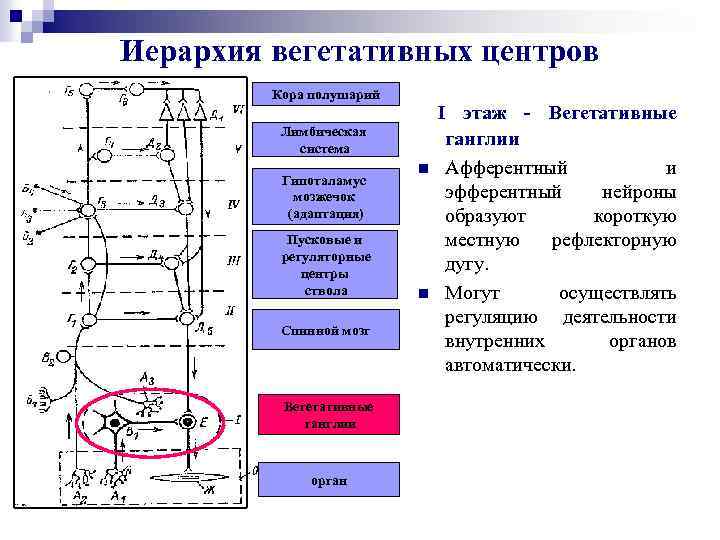 Иерархия вегетативных центров Кора полушарий Лимбическая система Гипоталамус мозжечок (адаптация) Пусковые и регуляторные центры