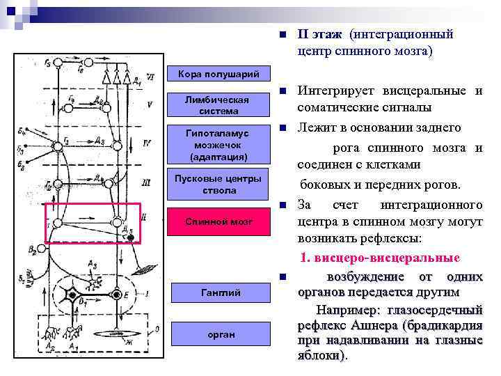 n II этаж (интеграционный центр спинного мозга) n Интегрирует висцеральные и соматические сигналы Лежит