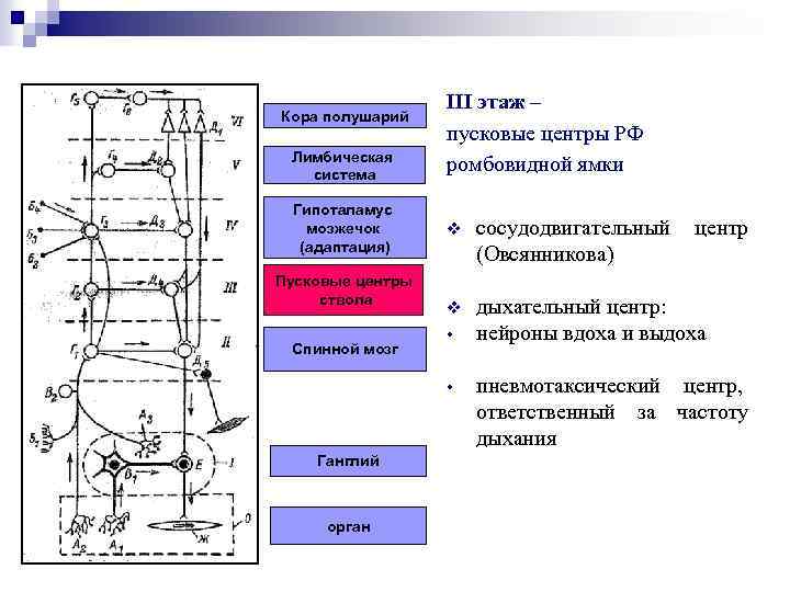 Кора полушарий Лимбическая система Гипоталамус мозжечок (адаптация) Пусковые центры ствола Спинной мозг III этаж