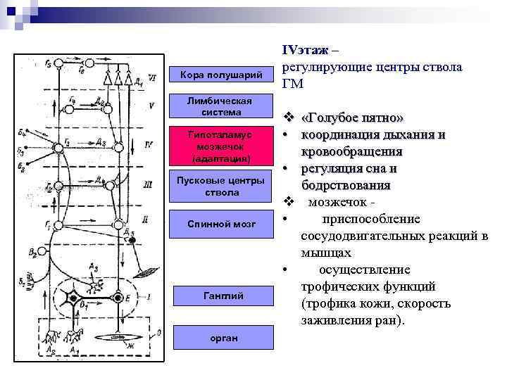 Кора полушарий Лимбическая система Гипоталамус мозжечок (адаптация) Пусковые центры ствола Спинной мозг Ганглий орган
