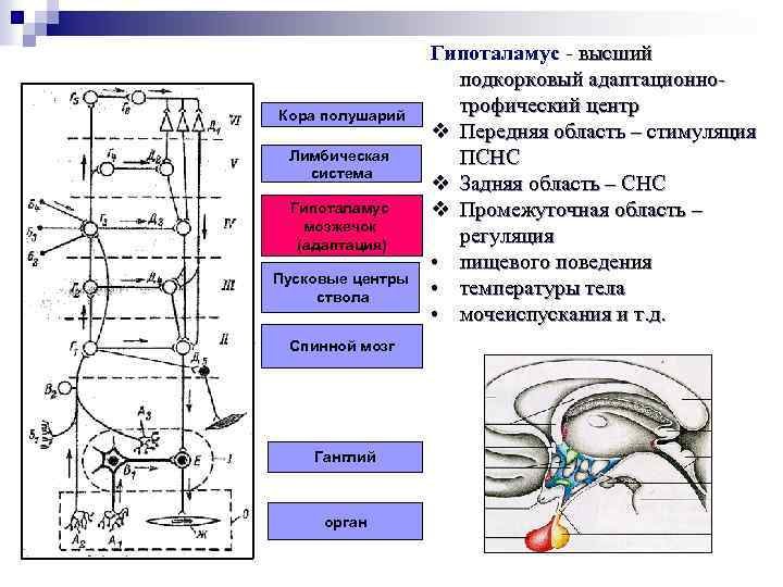 Кора полушарий Лимбическая система Гипоталамус мозжечок (адаптация) Пусковые центры ствола Спинной мозг Ганглий орган
