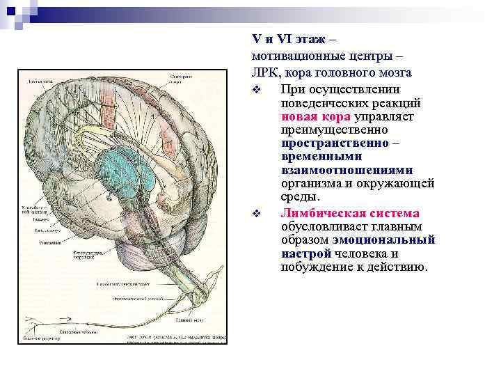V и VI этаж – мотивационные центры – ЛРК, кора головного мозга v При