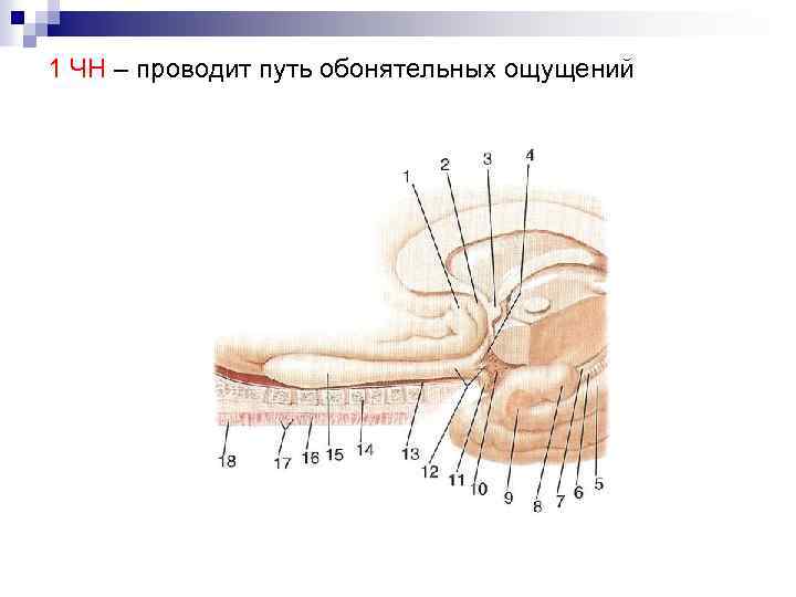 1 ЧН – проводит путь обонятельных ощущений 