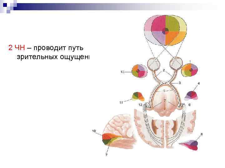 2 ЧН – проводит путь зрительных ощущений 